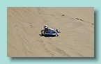 32 Sand Surfer Jackie